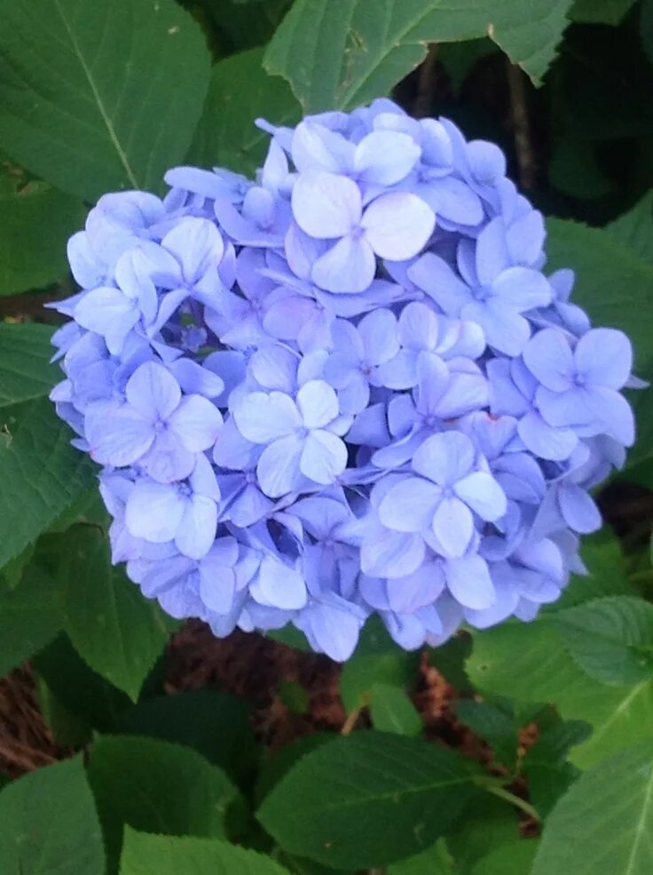 Free Images : meadow, flower, high, botany, garden, flora, hydrangea, wildflower