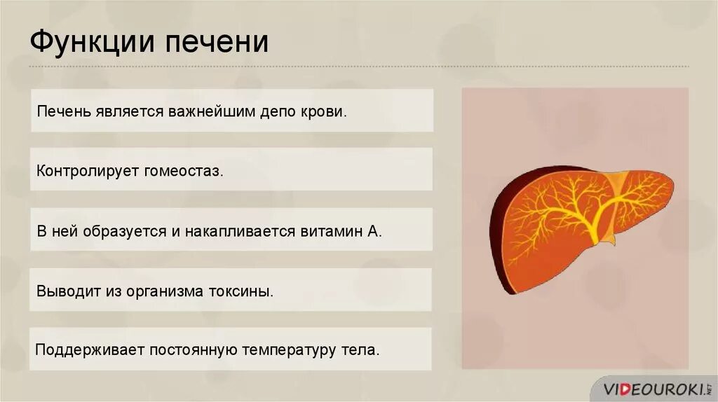 Печень является депо крови. Функции печени. Перечислите функции печени. Функции печени таблица.