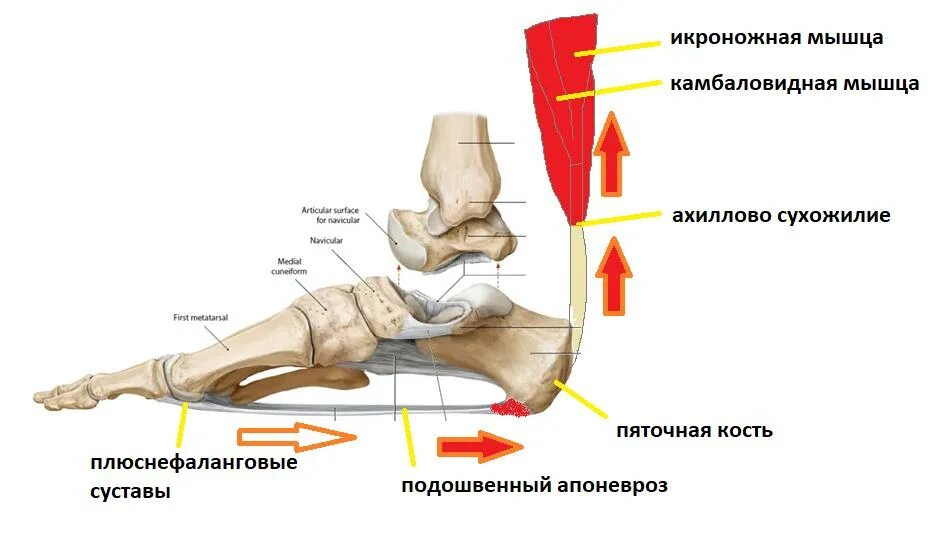 От чего образуется пяточная шпора. Подошвенный апоневроз стопы. пяточная шпора причины.