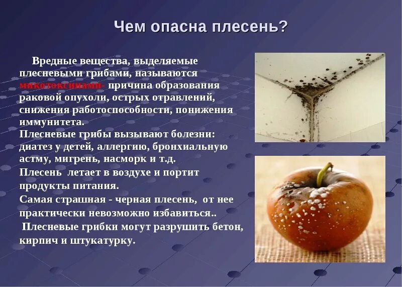 Плесень причины. Виды плесени. чем вредна плесень. чёрная плесень чем опасна.