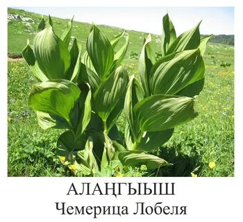 Крупные травянистые
