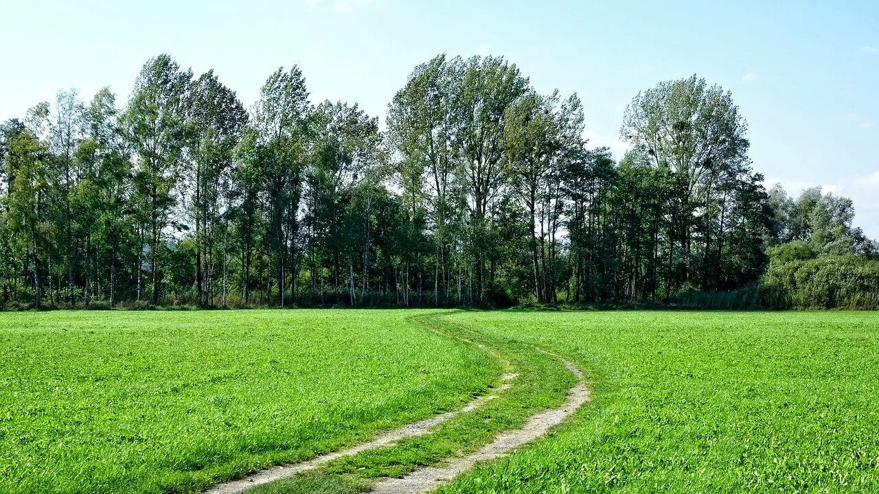 Лес вдали. Опушка лиственного леса. Панорама леса. Деревья вдалеке. Вдали показался лес