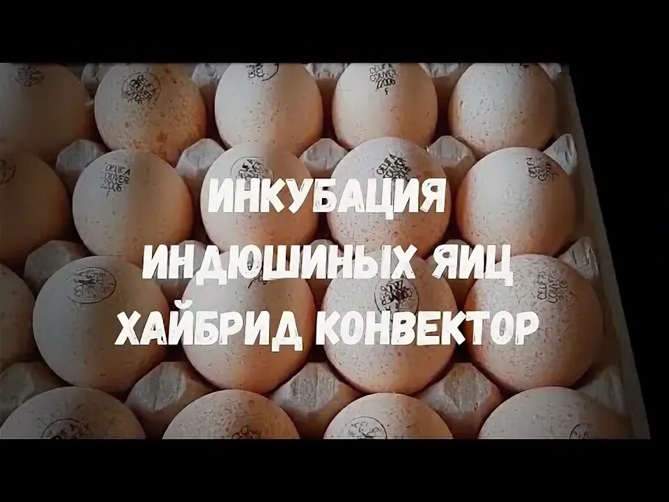 Инкубации хайбрид конвертер. Инкубационное яйцо индейки Хайбрид. Инкубационное яйцо индюков Биг-6. Инкубация индюшиных яиц Хайбрид. Инкубация индюшиных яиц Хайбрид конвертер.