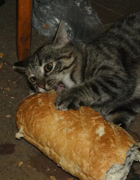 Кошка хлеб. Кот батон. Коты в хлебе. Кот булочка