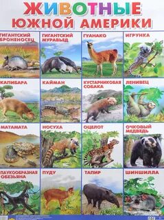 Животный мир южных материков