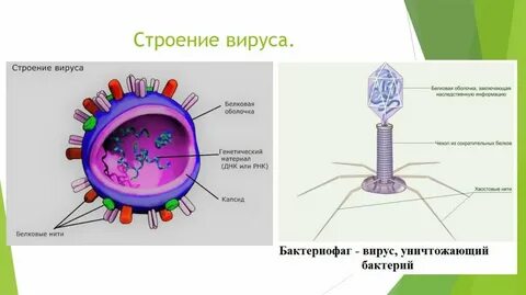 Клеточная структура вируса