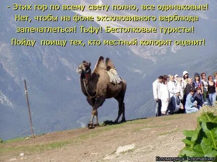День верблюда