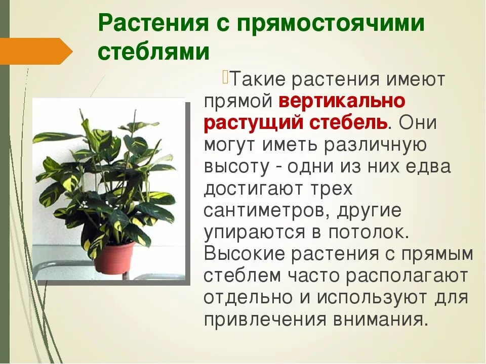 Комнатные растения информация. Растения с прямостоячими стеблями. комнатные растения описание. с прямостоящими стеблями комнатные растения.