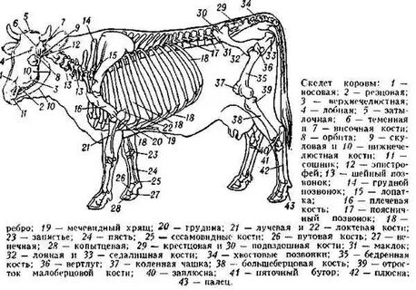 Скелет туловища животного