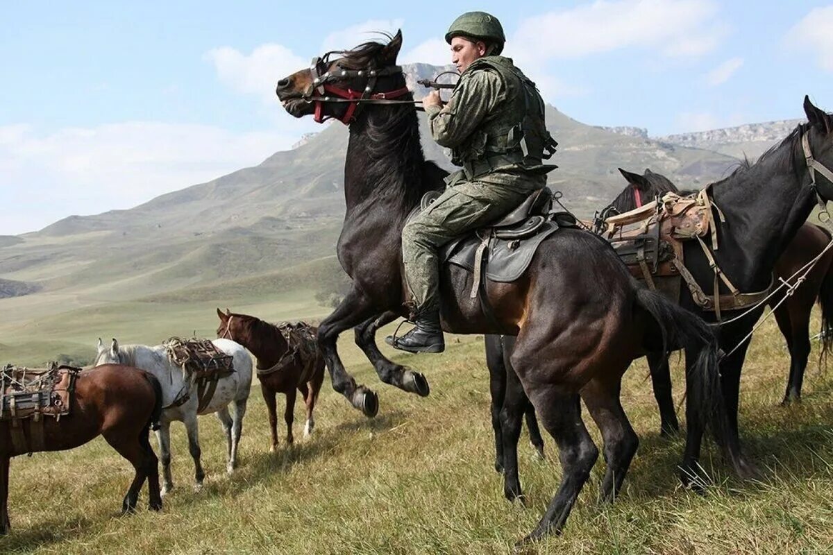 Боевая лошадь. Военная лошадь. Современная кавалерия. Современные кавалеристы.