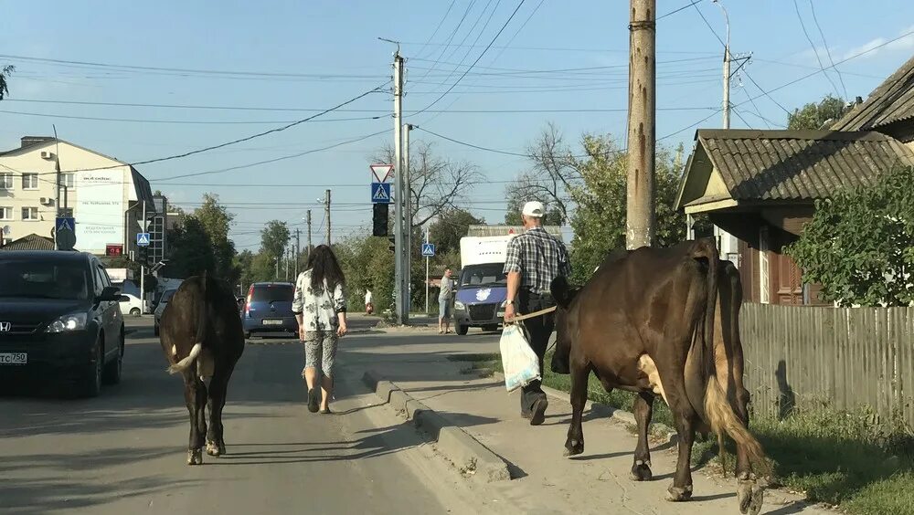 Брянская корова. Брянск коровы. Брянск коровы центр города. Верхом на коровах Брянск. Купить корову брянская область свежие