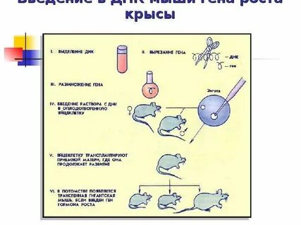 Внедрен ген предложение 1 2 обезвреживать