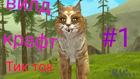 Тик ток вилд