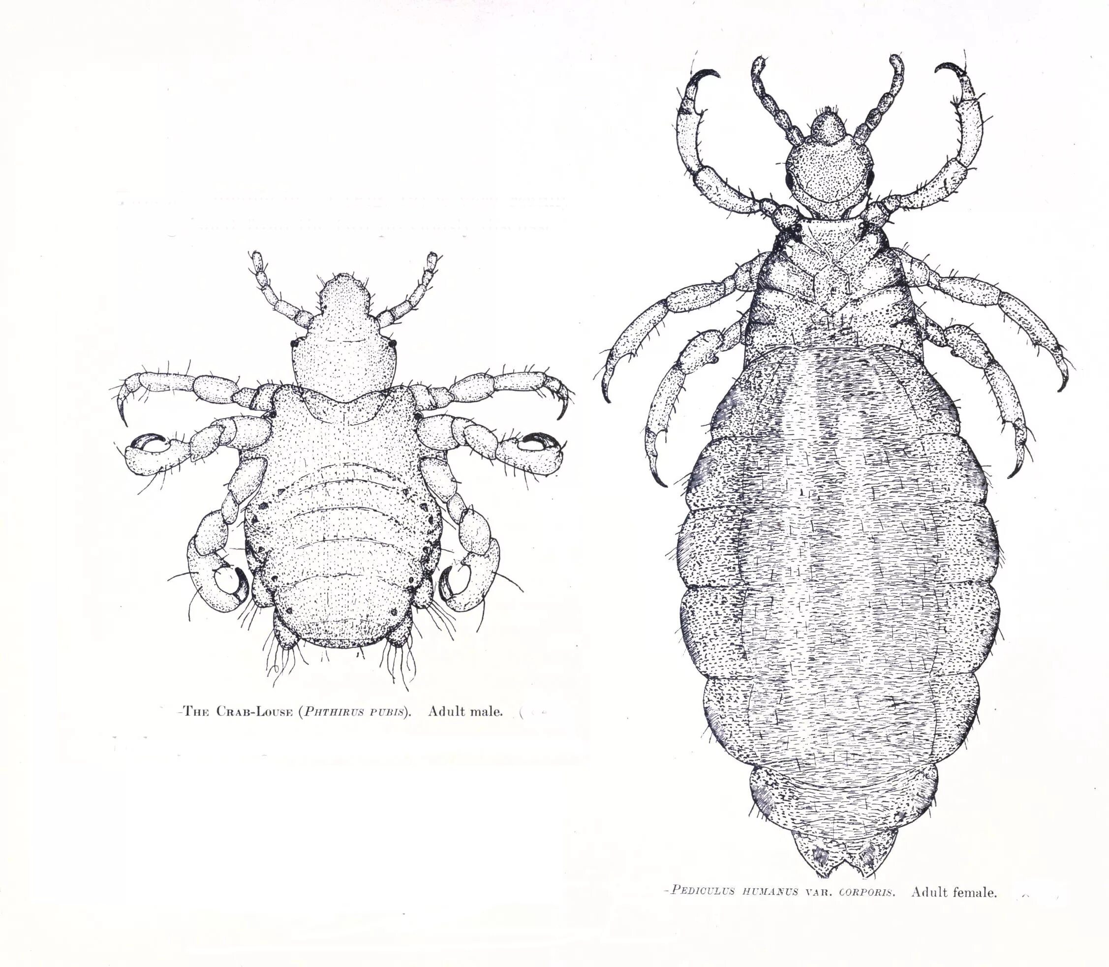 Платяная вошь строение самки. Вошь платяная (Pediculus humanus humanus. Головная вошь самка строение. Головная вошь (Pediculus humanus capitis). Самка головной вши рисунок