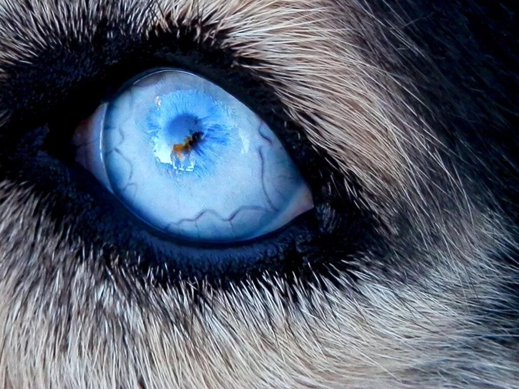 Bear s eye. Глаза хаски. Глаз волка. Волчий взгляд. Волк с голубыми глазами.