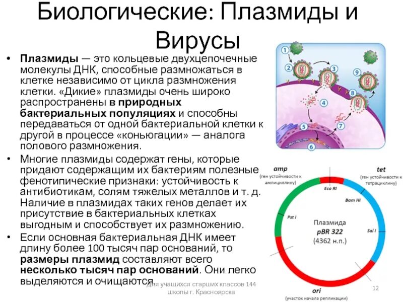 Днк кольцевая расположена. Кольцевые ДНК плазмиды. Плазмида бактерий. Плазмида бактериальной клетки. Плазмиды бактериальной клетки.