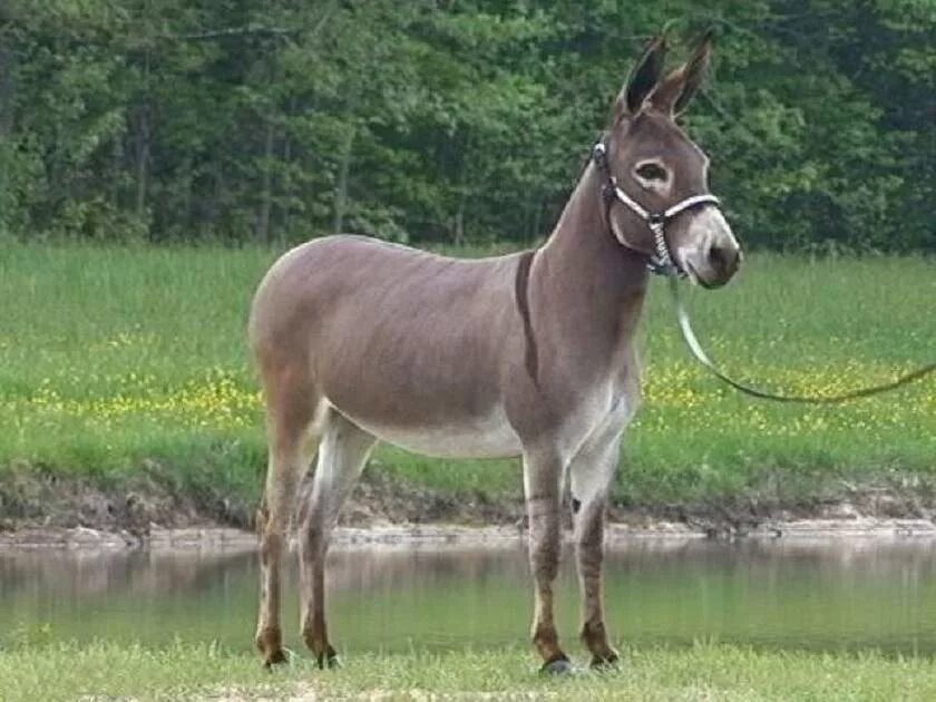 осел и лошадь. осел породы пега. мул упряжной. лошак – гибрид ослицы и коня. мул осёл ишак.