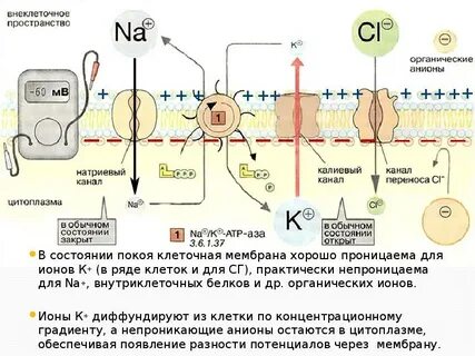 Особенности строения мембраны возбудимых клеток