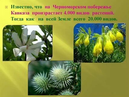 Растительный и животный мир черноморского побережья