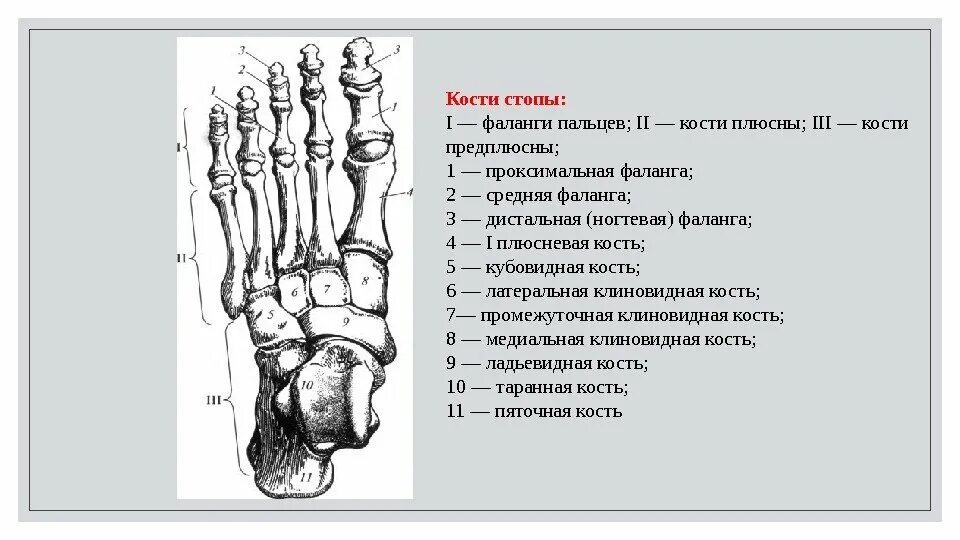 Фаланги стопы. Проксимальная фаланга стопы. Кости стопы предплюсна плюсна фаланги пальцев. Анатомия костей плюсны. Кости пальцев стопы фаланги.