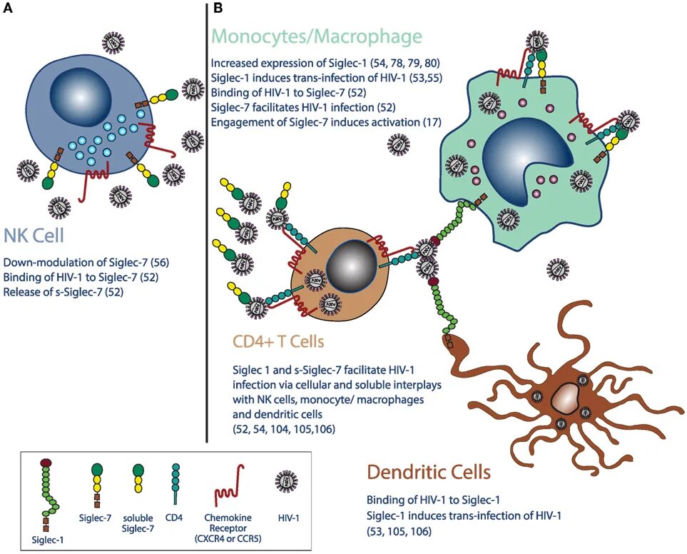 Dendritic Cells and HIV. Анти b2 гликопротеин 1 1jamg. Human immunodeficiency virus 1