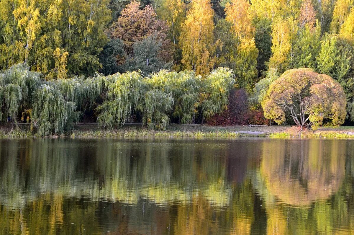 есть в осени первоначальной короткая но дивная пора. гусь хрустальный осень. осень хрустальный. гусь хрустальный природа. ваза с кленовыми листьями.