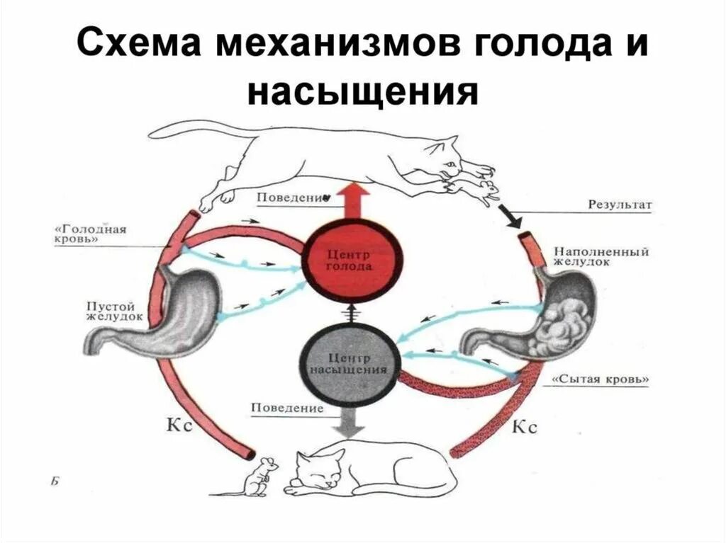 Физиологическое поведение
