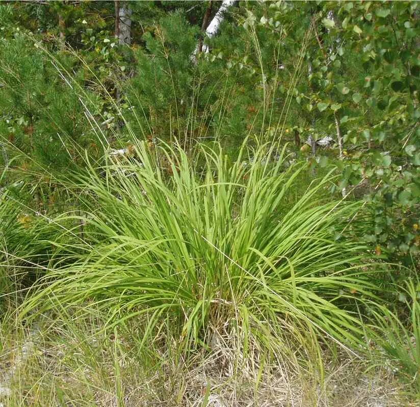 Stipa spartea. ковыль перистый (stipa pennata l. ковыль степной. бородач виргинский (andropogon virginicus). ковыль перистый степной.