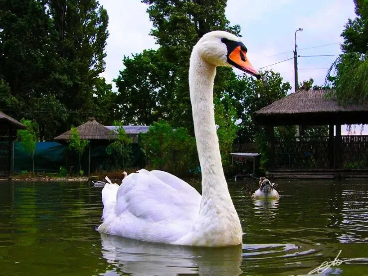 Лебедь в зоопарке Заболоцкий. Н.А.Заболоцкий лебедь в зоопарке. Заболотский лебедь в зоопарке. Московский зоопарк лебеди.