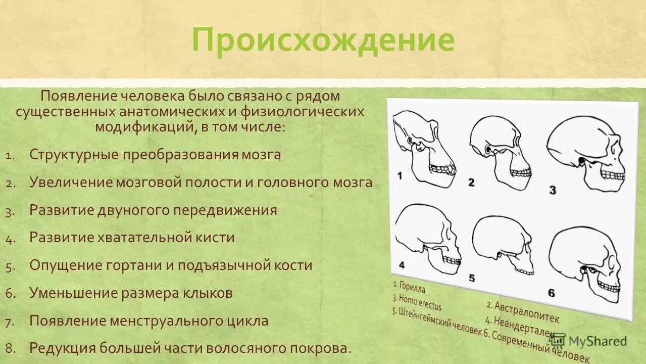 Средний объем мозга современного человека. Антропогенез. Современные взгляды на антропогенез. Объём мозга людей и антропогенез. Эволюция человека объем мозга.