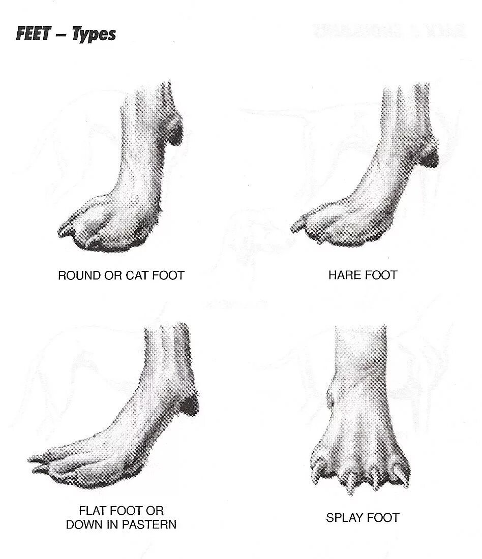 Строение передних конечностей собаки. Анатомия передних лап собаки. Строение передней лапы собаки. Строение передних лап у собак. Feet dog