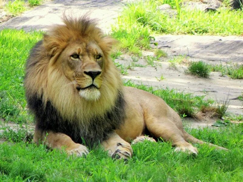Лев для детей. Проект про Льва. Лев Страна. Царь зверей фото.