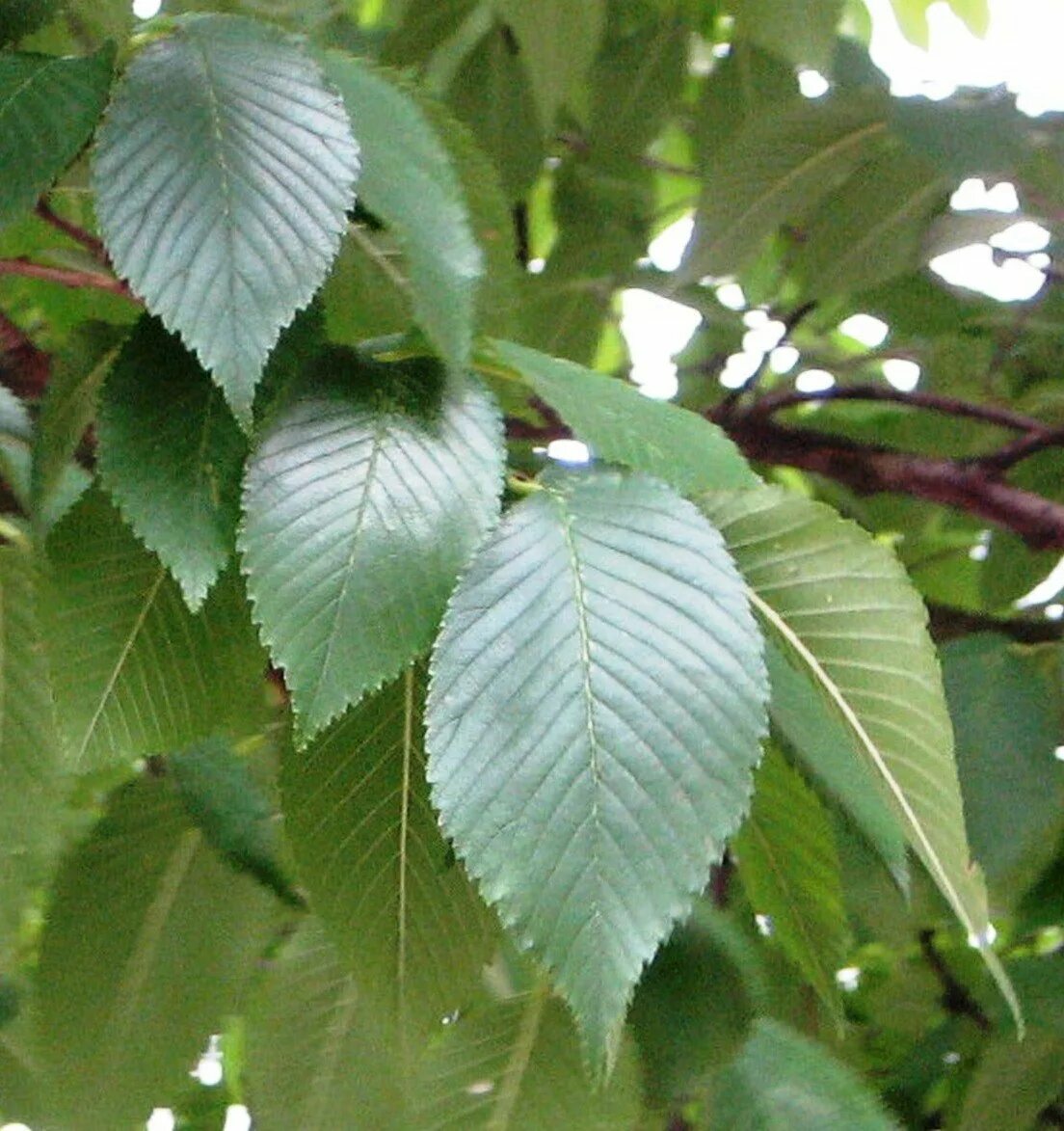 Вяз малый (ulmus minor). Вяз ильм карагач. Карагач отзывы. Ulmus laciniata (вяз лопастной). Вяз приземистый дерево.
