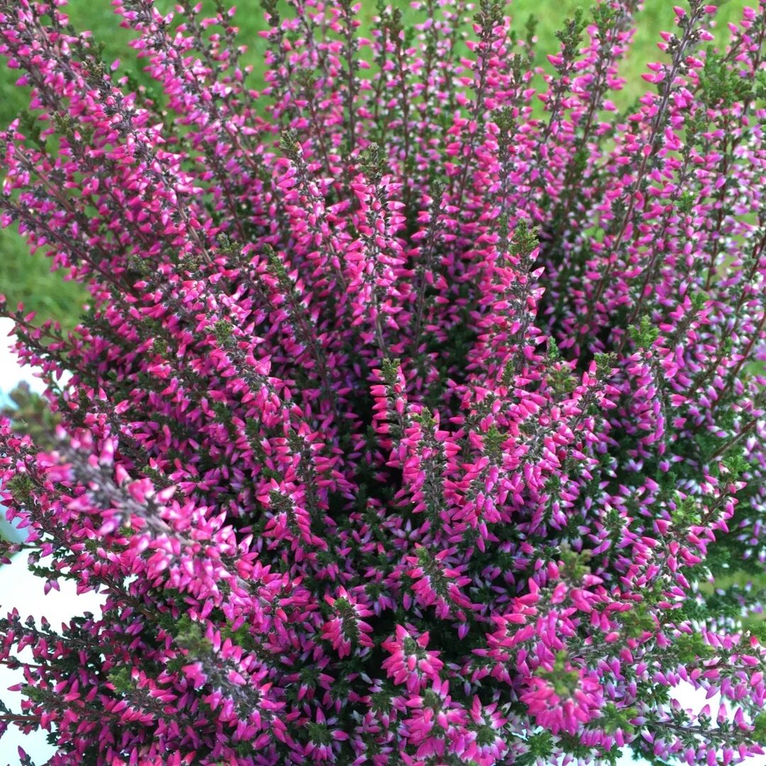 Вереск меню. Вереск calluna vulgaris. calluna vulgaris amethyst. вереск обыкновенный аметист. вереск обыкновенный (calluna vulgaris).