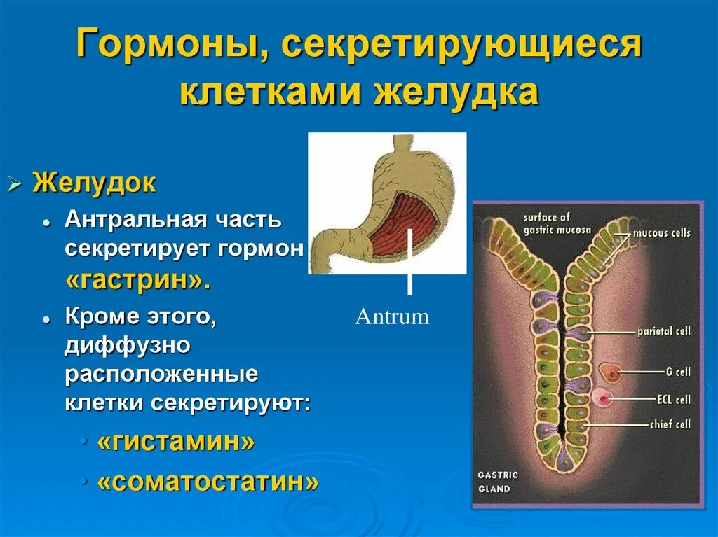 Гастрин гистамин желудка. Клетки желудка. Клетки желудка секретируют. Гормональные клетки желудка. Главные клетки желудка вырабатывают