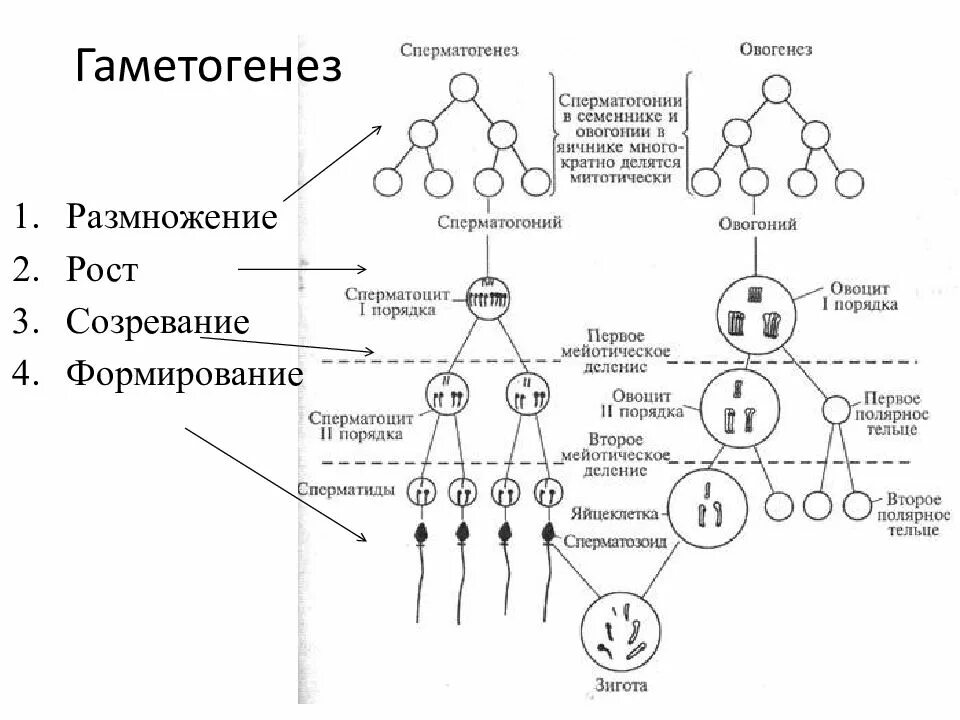Гаметогенез количество хромосом и днк. Гаметогенез количество хромосом и днк