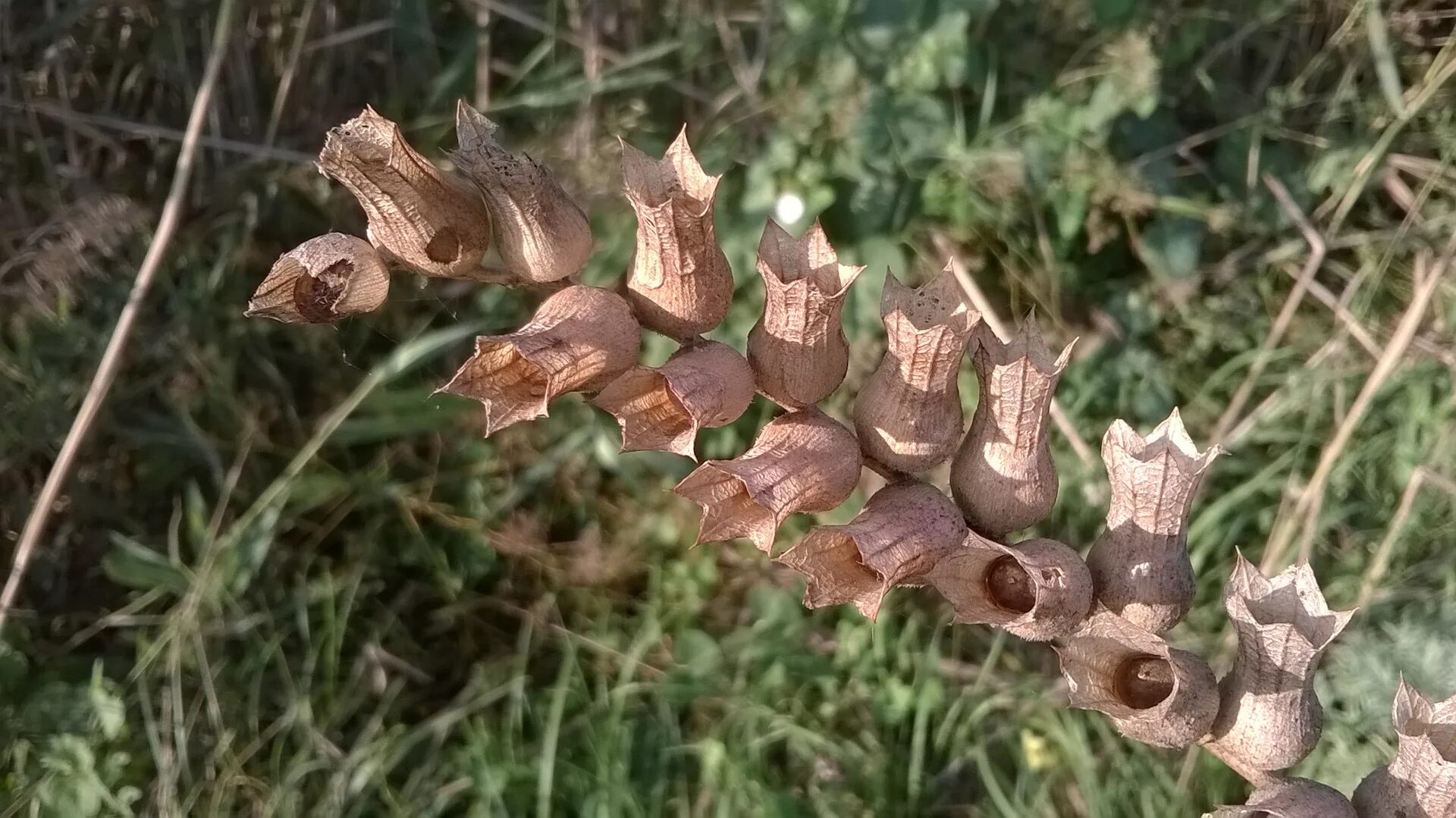 Плод коробочка белена. Крыночка белены. Плод коробочка белена. Белена растение семена. Белена семена белены.