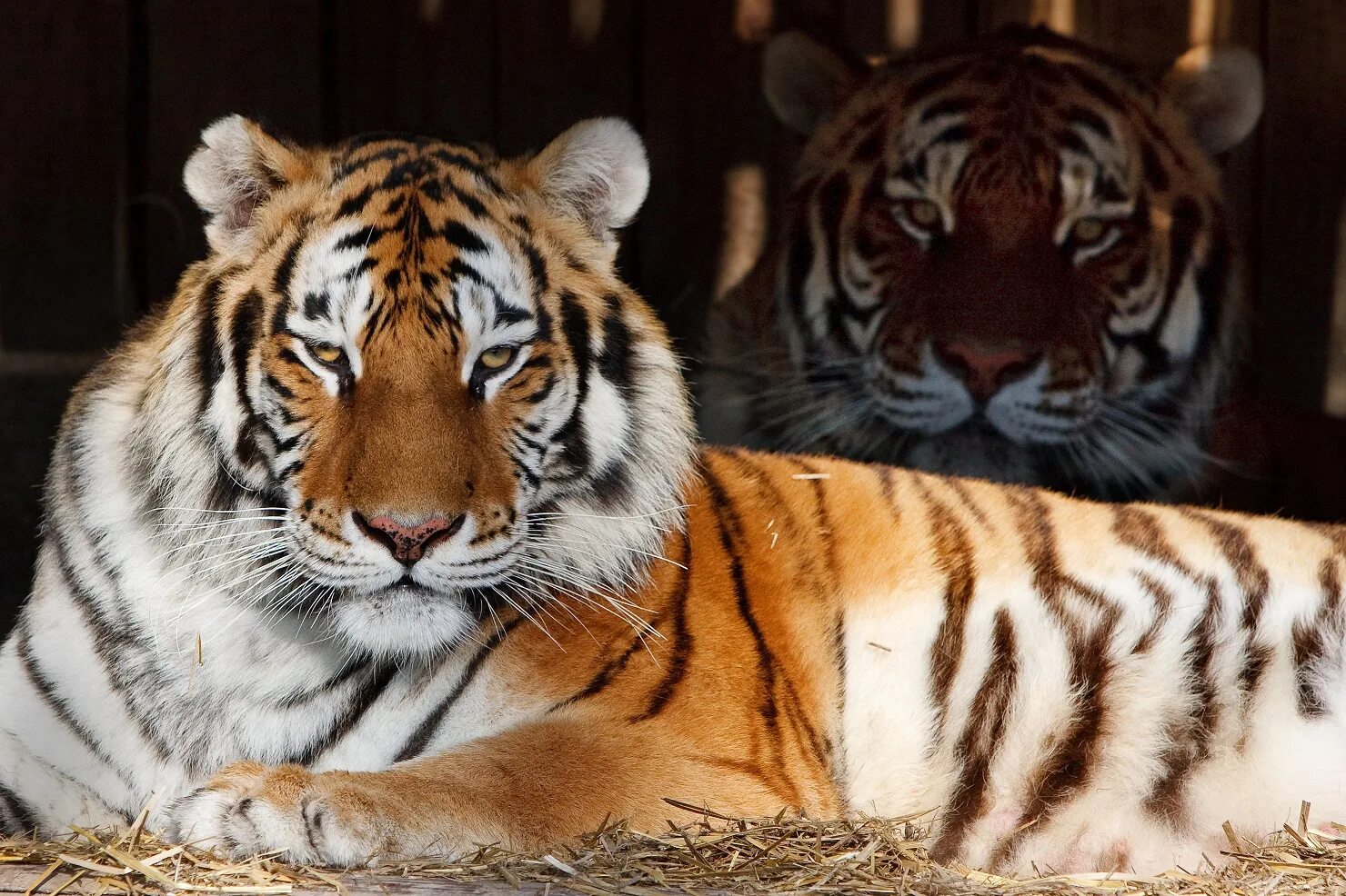 Уссурийский тигр. Любимый цвет тигра. Тигры всех цветов. Любимый цвет тигра. Столько много тигров.