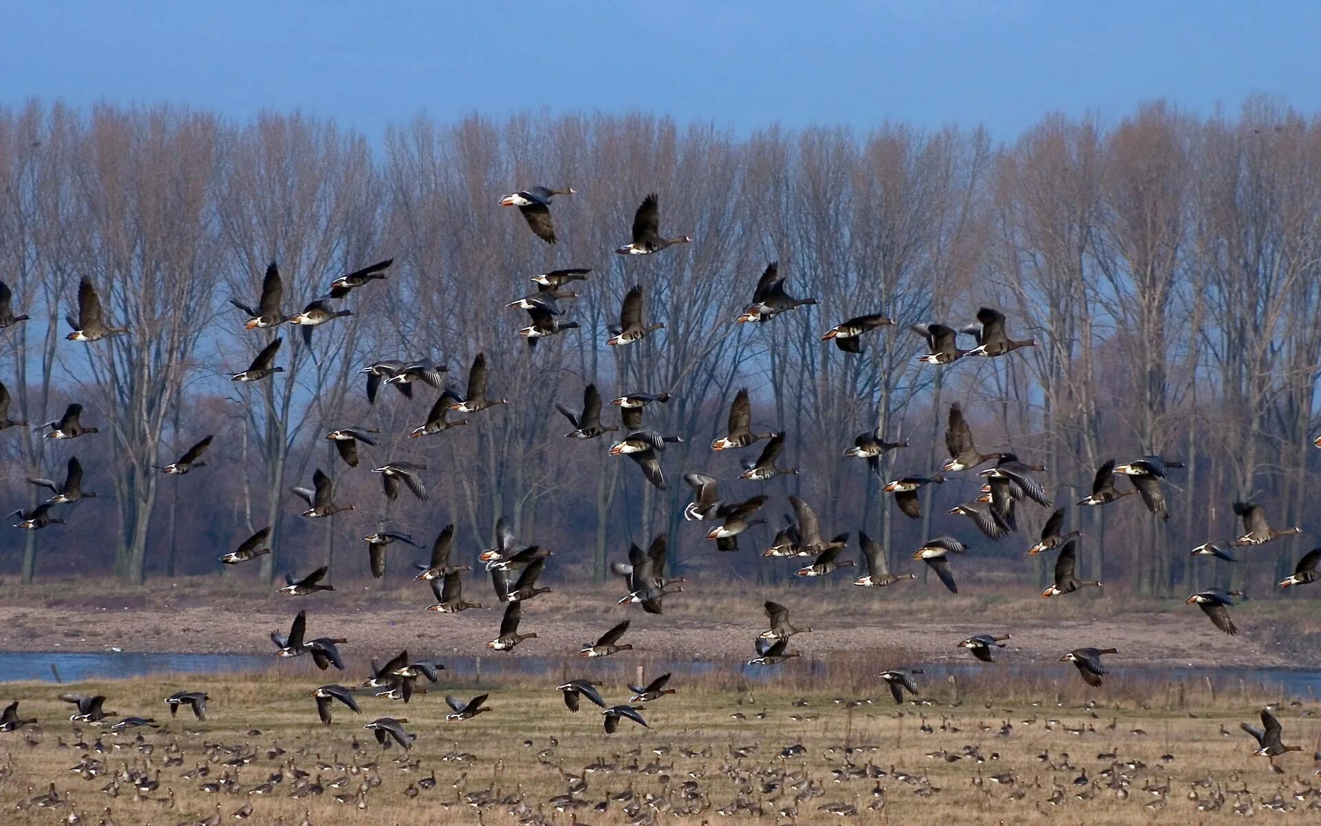 Фотографии перелетных птиц. Стая светлогрудых Дроздов. Перелетные птицы прилетают весной. Стая перелетных птиц для детей.