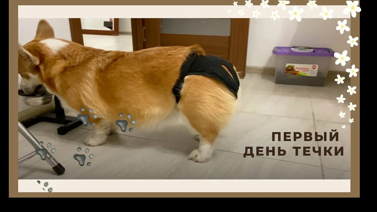 Течка у корги. Течка у корги