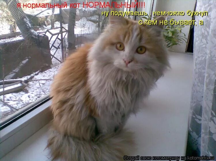 ржачный юмор хорошего дня. кот в углу наказан. не завидовать картинки. ну и подумаешь. ну я подумаю кот.