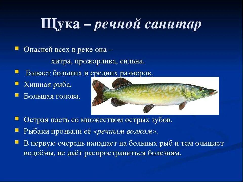 Щука описание рыбы. Сообщение о щуке. Рыба для презентации. Щука презентация.