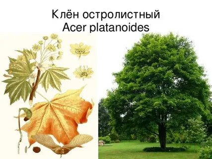 Жизненная форма клена
