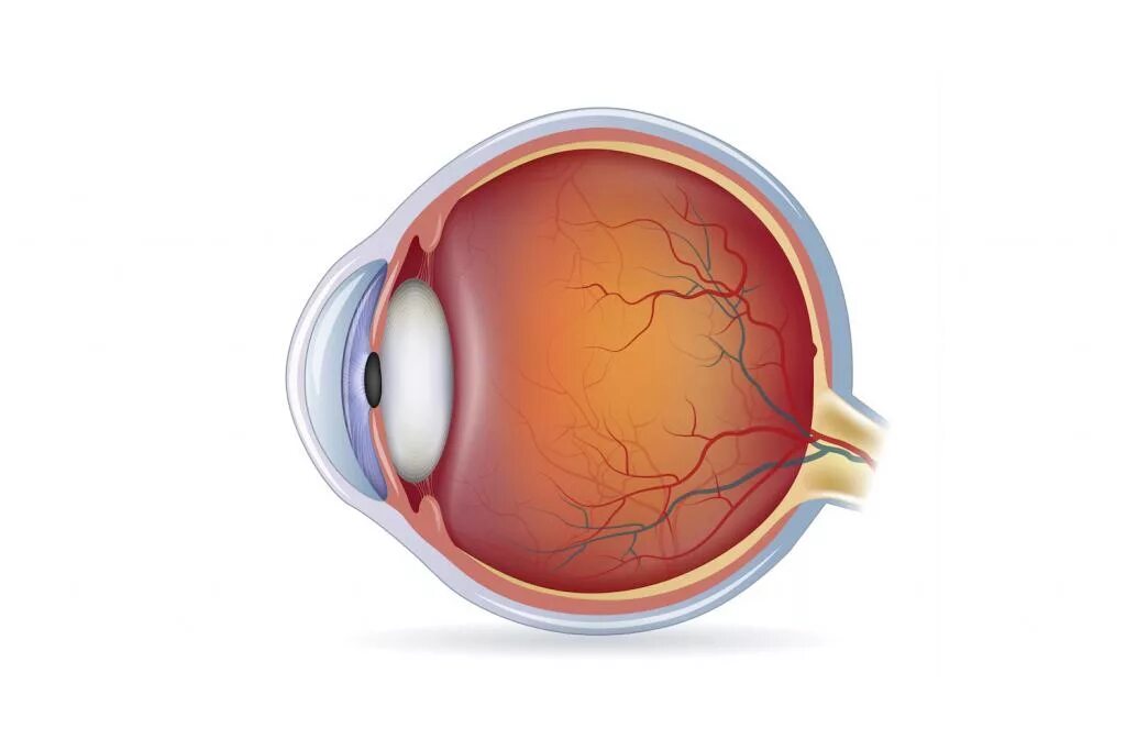 Строение глаза сетчатка роговица хрусталик. Ангиопатия сетчатки глаза. Сетчатка глаза анатомия. Строение сетчатки глаза.