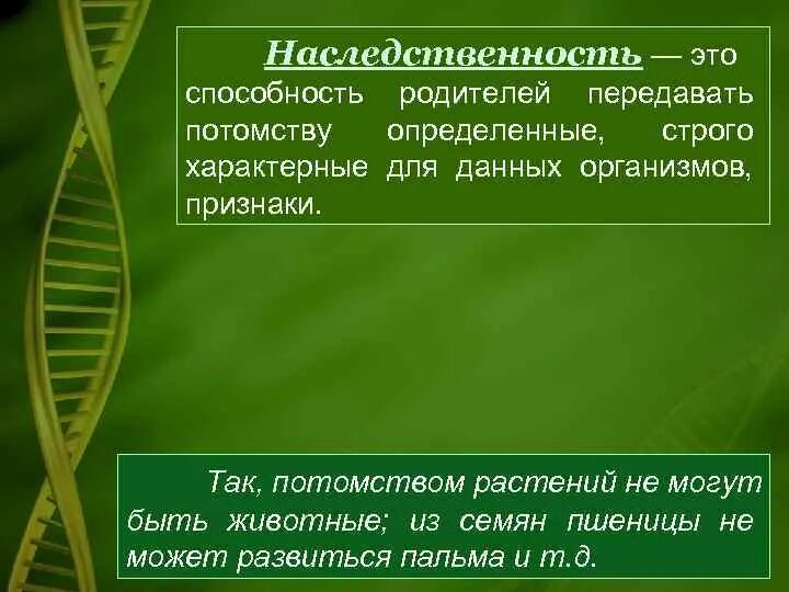 Свойство организма передавать свои признаки потомству. Потомство растений. Наследственность зрения. Как называется потомство у растений. Наследственность березы.