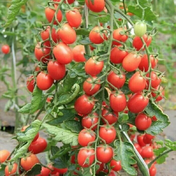 томат дружная семейка отзывы. томат дружная семейка f1 аэл. томат дружная семейка отзывы. помидоры дружная семейка фото. томат дружная семейка f1.