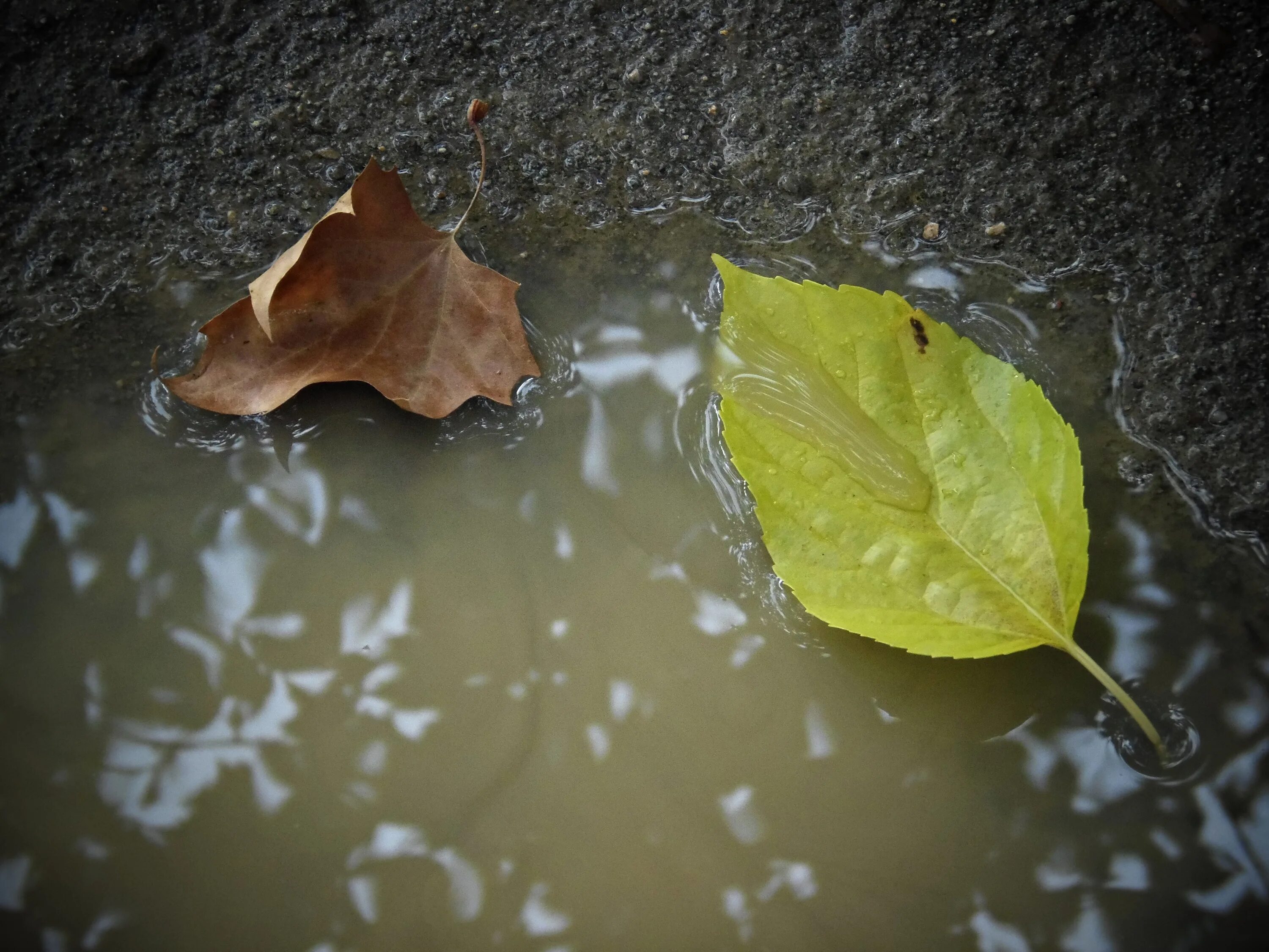 Осенние листья на воде. Листок на реке. Дождевая вода. Дождевая вода желтая. Зачем листьям вода