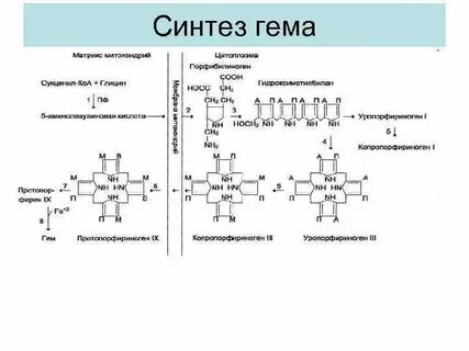 Синтез гема биохимия