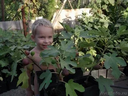 Посадка саженца инжира