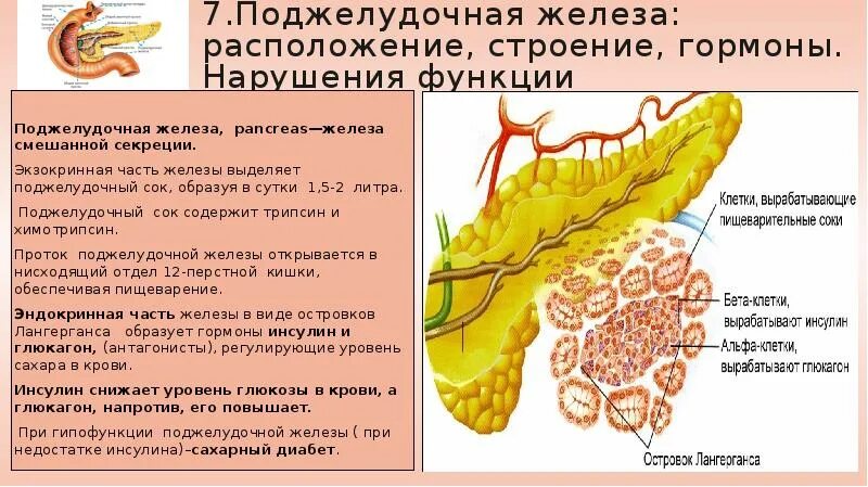 Поджелудочная железа особенности строения и функции. Поджелудочная железа строение функции гормоны. Функции поджелудочной железы биология. Функции поджелудочной железы ЕГЭ биология.